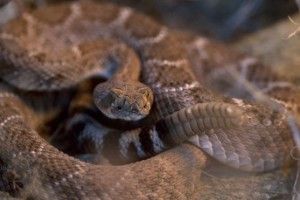 Американець ледве вижив після укусу... відрубаної голови змії