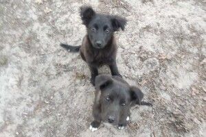 У лісі під Луцьком живуть двійко цуценят