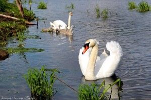 На Рівненщині лебідь з лебідкою виховують восьмеро лебеденят (Фото)
