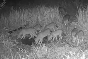 Небезпечний хижак дістався західної та центральної України