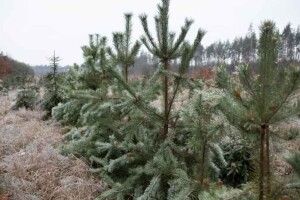 Вирубувати ялинки в лісі не можна: волинські лісівники повідомили суми штрафів