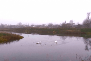 Лебеді облюбували водне плесо Колківського лісгоспу