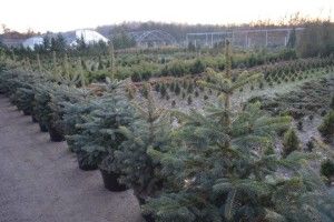 Волинські лісівники вже продали 10 тисяч ялинок