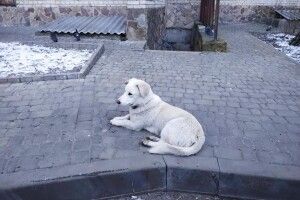 Центром Луцька намотує круги білий пес із нашийником