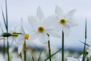 Чим здивує погода жителів Волині
