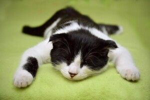Сьогодні можна нічого не робити: яке в світі свято