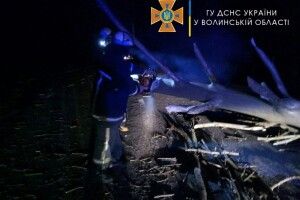 Негода повалила дерева у кількох районах Волині (Фото)