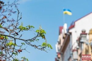 В Івано-Франківську розквітли каштани