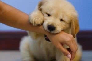 На Рівненщині скажене цуценя покусало чотирьох людей