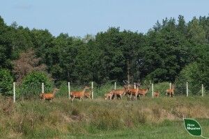 У лісах Волині у вольєрах вирощують диких звірів (Фото)