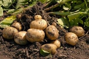 Дожилися: у краї бульбашів крадуть… бульбу