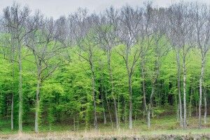 У лісі на Волині можна буде знайти не лише гриби