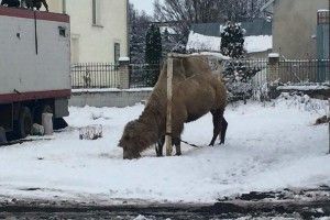 Грузинський цирк забув верблюда в Україні