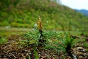 Внесок волинських лісівників у розвиток держави