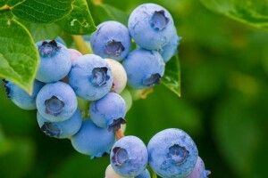 Негода на два тижні затримала збір врожаю лохини