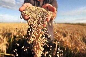 Волинь шостий рік підряд виробляє понад 1 млн тонн зернових