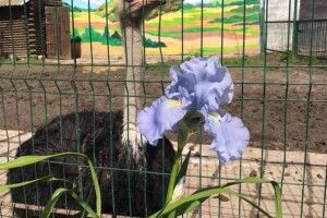 У Луцькому зоопарку – ірисоцвітна пора (Фото)