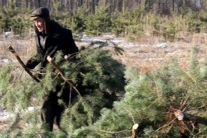 Новорічні свята закінчилися, а в лісі і далі крадуть сосни