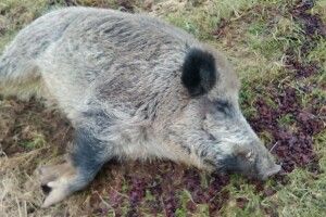 Польський кабан Хрюмек пішов у тижневий п’яний загул