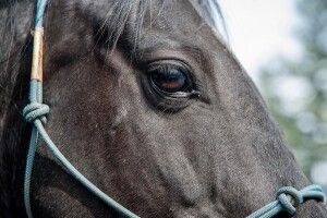 У США кінь просить суд покарати свого колишнього господаря