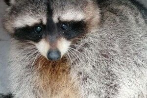 Під Києвом єнот застряг на верхівці 12-метрового дерева (Фото)