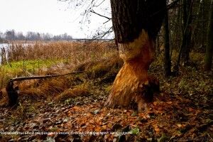 Під Чорнобилем лютують бобри (Фото)