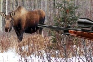 Браконьєр заплатить 80 тисяч штрафу за вбитого лося та відпрацює 200 годин громадських робіт