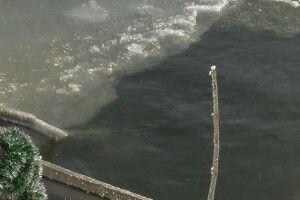 У Луцьку 10-річний хлопчик після купання в ополонці на Стиру, втратив свідомість