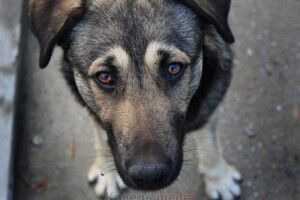 Покарали волинянина, який побив собаку цеглиною