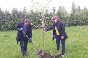 У Ковелі в парку імені Шевченка висадили 18 кленолистих платанів