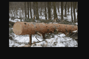 На Волині дерево вбило 35-річного чоловіка