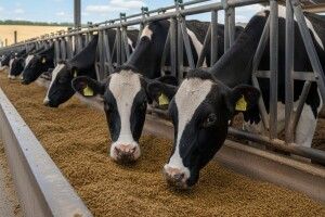 У селі на Волині побудують комплекс з виробництва кормових добавок для тварин 