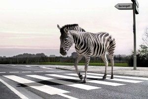 «Або «альокай» – або дорогу переходь!»: литовцям заборонять користуватися мобільними на «зебрах» 