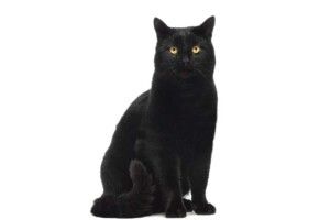 А чорної кішки боятися не варто…
