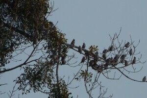 Цього року зимові птахи – омелюхи – встановили на Волині рекорд (Фото)