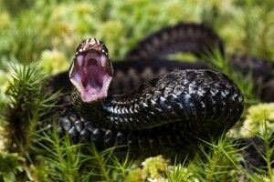 На Львівщині від укусів змій постраждали дорослі та дитина