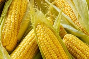 Українські тарілки, ложки та виделки з... кукурудзи!