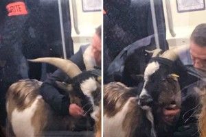 У Парижі чоловік катався в метро разом із вкраденою козою