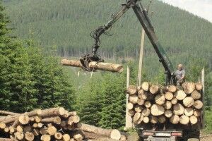 Україна призупинила продаж дров і деревини