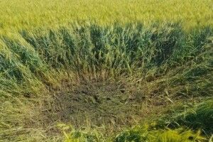 На Сумщині прикордонники збили ворожий дрон з вибухівкою
