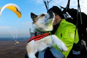 Собака з притулку стала рекорсменом України