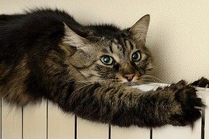 Вже відомо, коли у Луцьку увімкнуть опалення