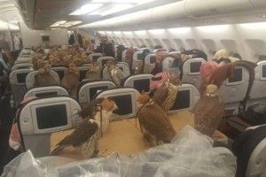 Арабський принц купив квитки на літак для 80-ти соколів (фото)