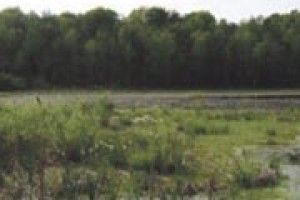 НЕЧИМНЕ ГОТУЄТЬСЯ ДО ЮВІЛЕЮ `ЛІСОВОЇ ПІСНІ`