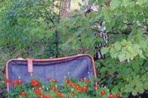 ЧОРНОБРИВЦІ У СТАРІЙ ВАЛІЗІ