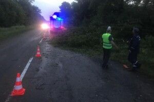 Через негоду на Рівненщині повалило дерева