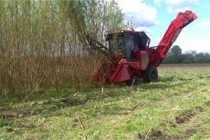 Волиняни переконалися, що лоза вигідніша, ніж газ
