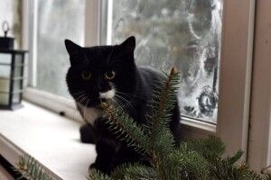 Лучанка шукає чорнявого вусаня Фаню