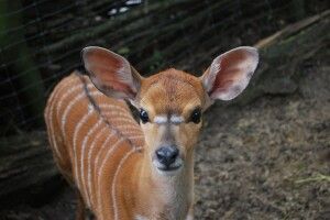 Рівненські антилопи Ньяла знайшли у капусті антилопеня (Фото) 