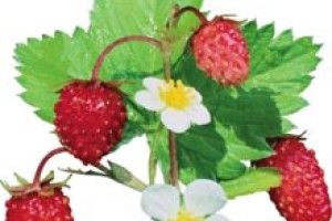 СУНИЦІ «РОЗЧЕШІТЬ» І ПІДЖИВІТЬ